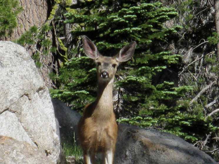Doe at Boulder Creek decides to check me out.